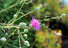 Flora of Rethymnon